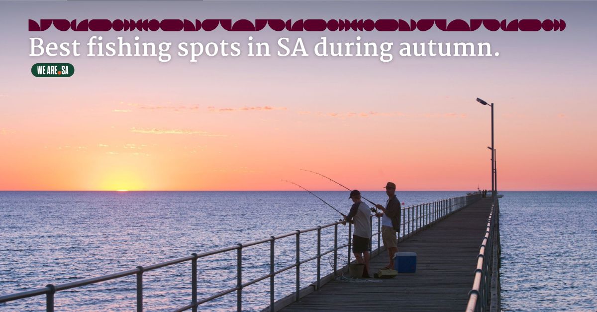 The days might be getting cooler, but the fishing is heating up across our great state. Check out some of the species worth targeting over the coming months at wearesa.au/news/a-guide-t… @SA_PIRSA