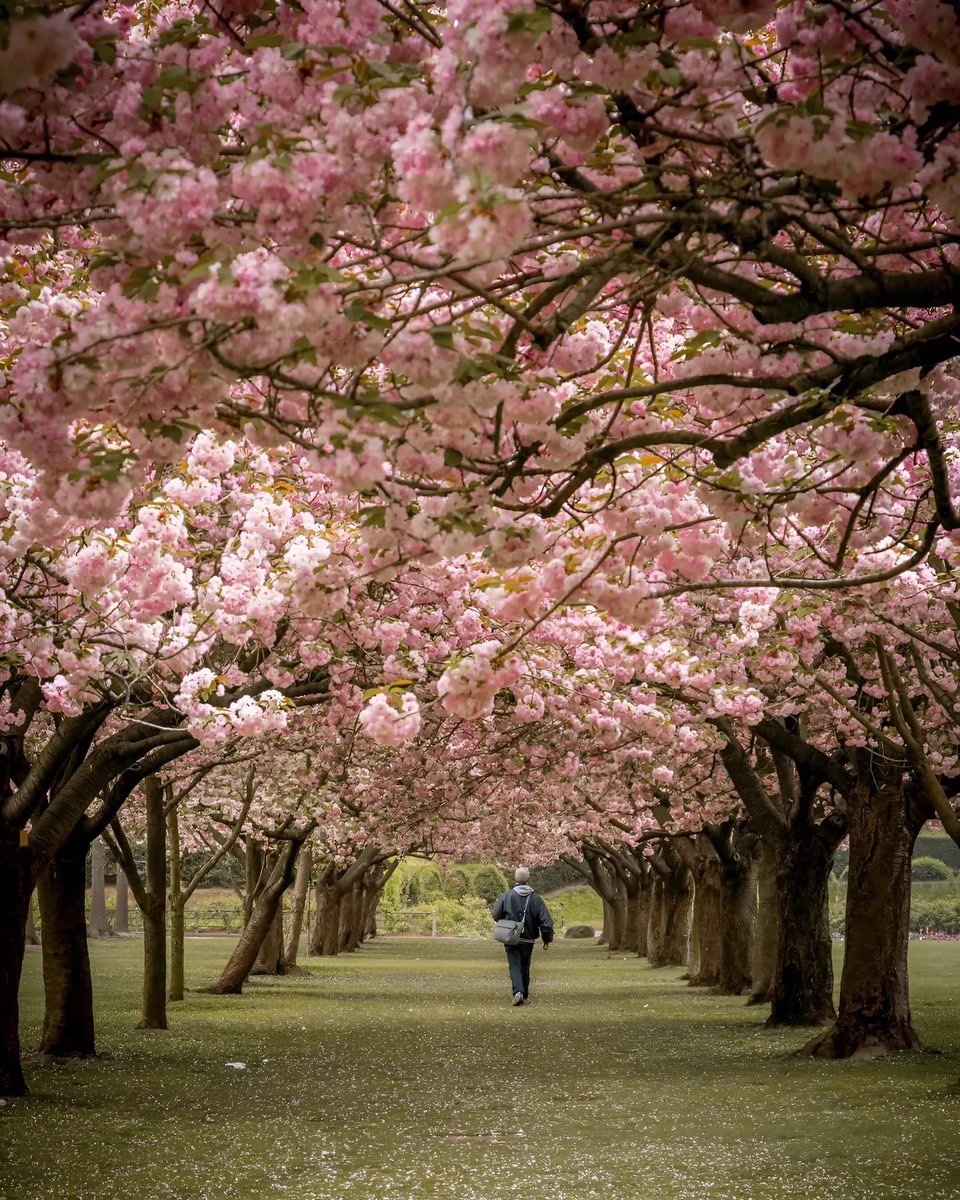 Brooklyn Botanical Garden, New York, USA 

#springtime
