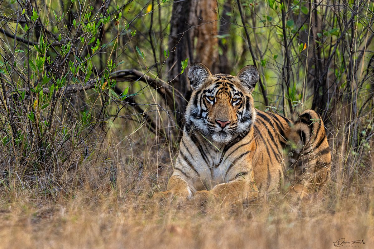 Tiger,
Tadoba.
@NikonIndia #nature #wildlife #indianwildlife #natgeoindia