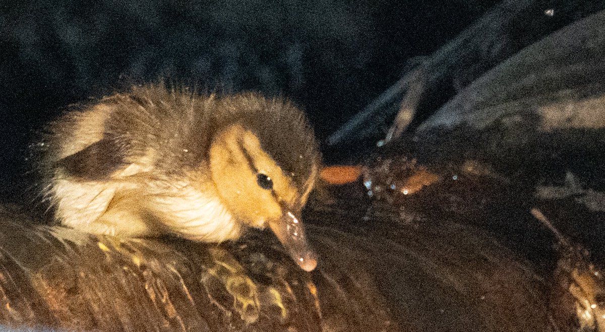 Baby duck season picking up