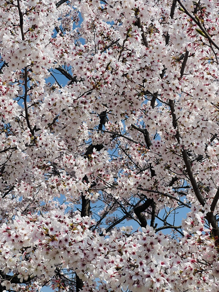 xo7455's tweet photo. 벚꽃
생초 🌸 https://t.co/uo3AsGQs19