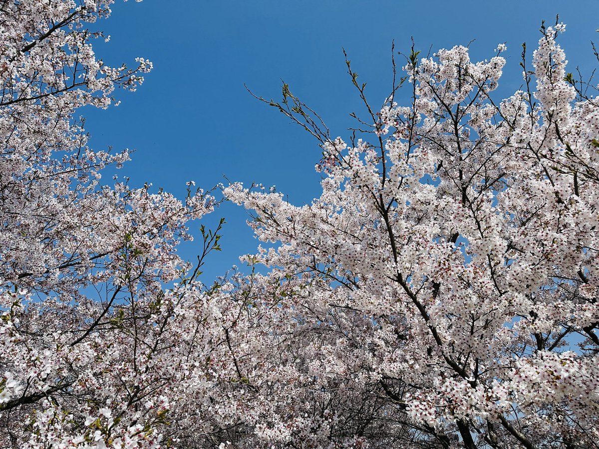 xo7455's tweet photo. 벚꽃
생초 🌸 https://t.co/uo3AsGQs19