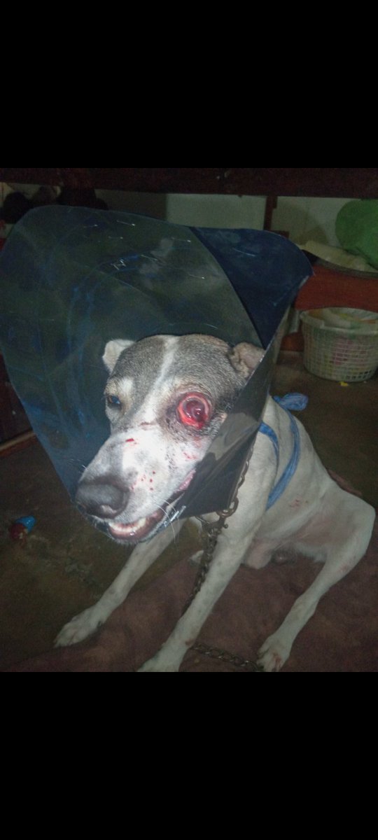 @TarekWiliamSaab vm.tiktok.com/ZMMXN5dfu/ Raúl Guzmán Perales con su carro le causó una Mutilacion a mi perro , y a mi me fracturó la cadera y la mano y me causo un evc isquémico Atiende mi caso Tarek HAZME JUSTICIA1 ⚖️ @TarekWiliamSaab @mpsala1 @MinpublicoVEN