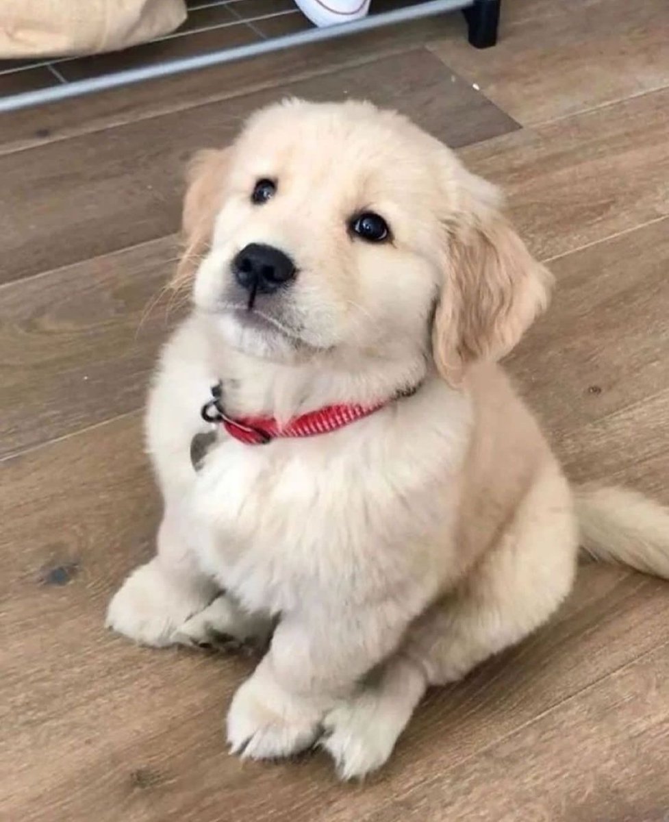 Love this puppy cuteness 🥰🐶💗🐶🥰