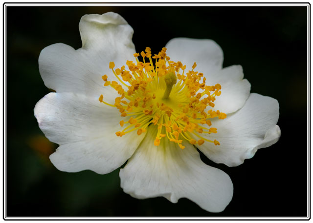 The #fieldrose #flower grows all over the #woodlands of the #uk and #europe providing #nectar to #insects and small #animals. #flowerphotography #macrophotography. Shot by a #Cheshire #photographer. See more at darrensmith.org.uk #flowers #FlowersOfTwitter #macrophotography