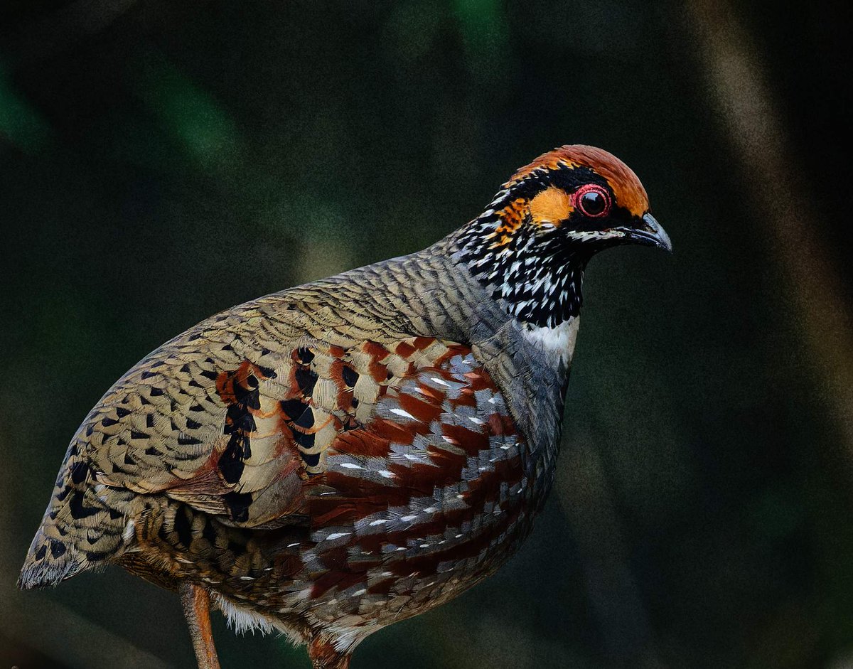 The inimitable Hill Partridge (Arborophila torqueola) male photographed in #northbengal #india.
#IndiAves #ThePhotoHour #BBCWildlifePOTD #natgeoindia