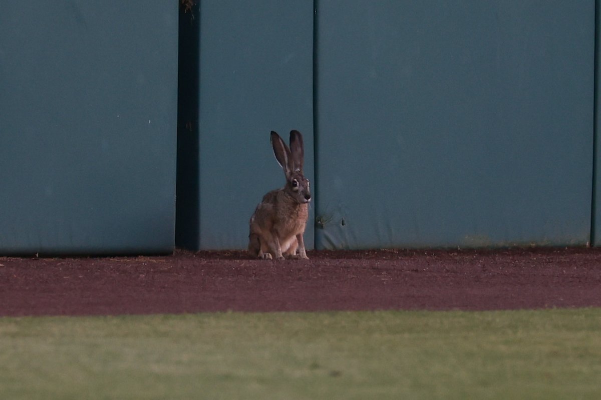 Now playing left field for the Cardinal 🐇 #GoStanford