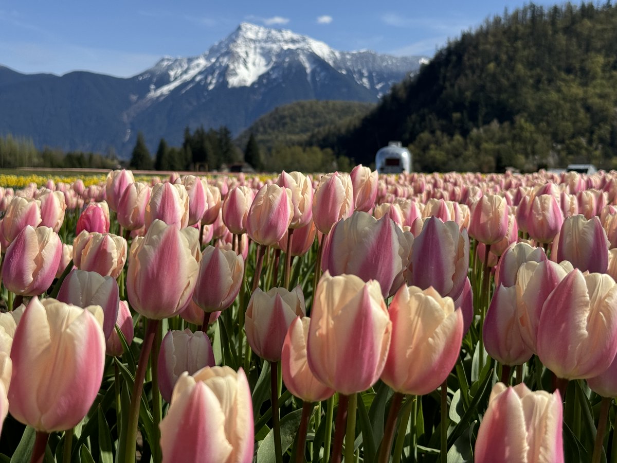 The Harrison Tulip Festival, presented by the Onos family, is open daily in Agassiz! With 10 million bulbs across 35 acres, including 50 tulip varieties, it boasts the largest tulip farm-festival experience in BC. The perfect photo op! Learn more at: trib.al/ggAQlNS