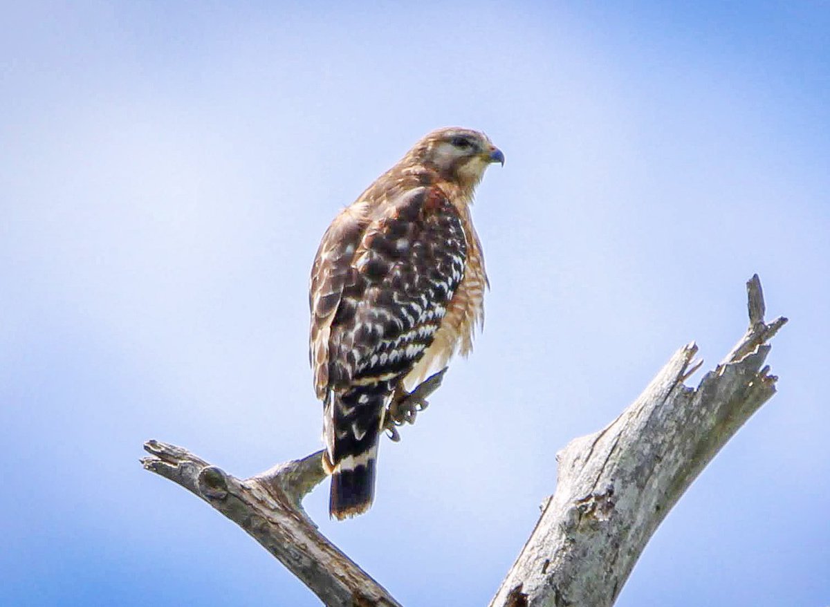 @clicks1222 My camera and I have had some close encounters of the raptor kind so far this month.