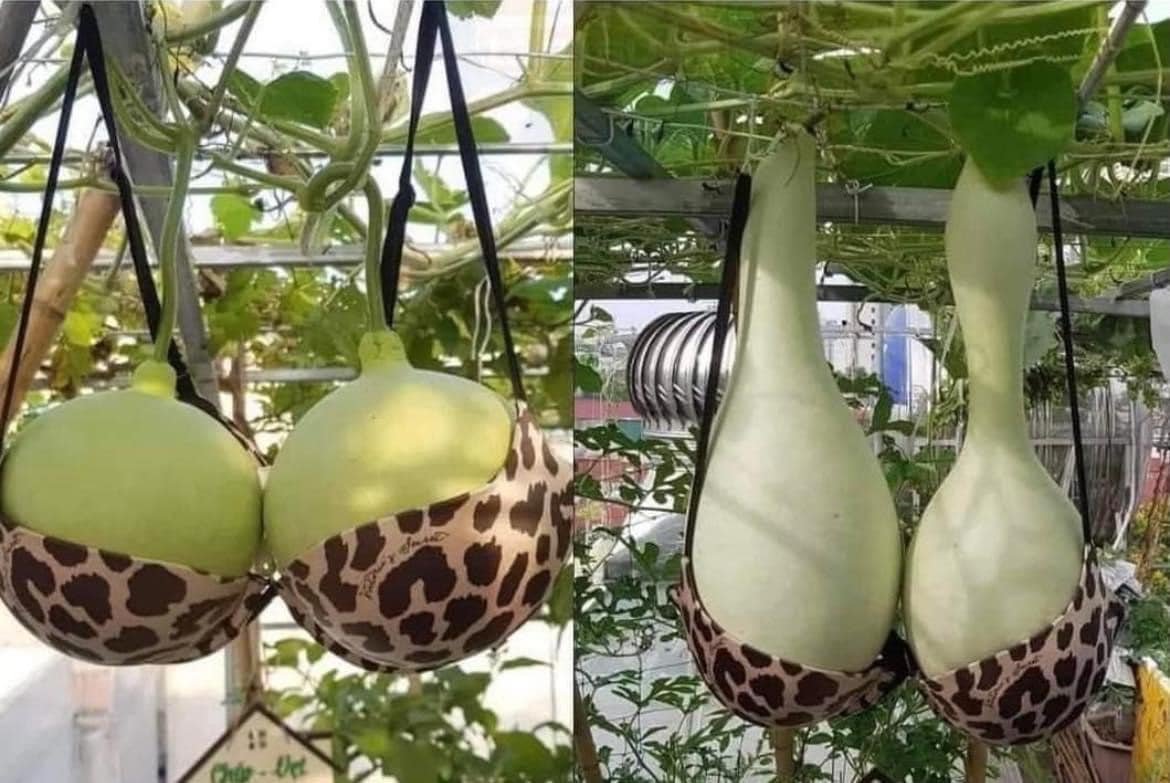 ThaoBunnyStore's tweet photo. Thu hoạch được chưa các bác nhỉ 😂 https://t.co/Mt5ieKkomc