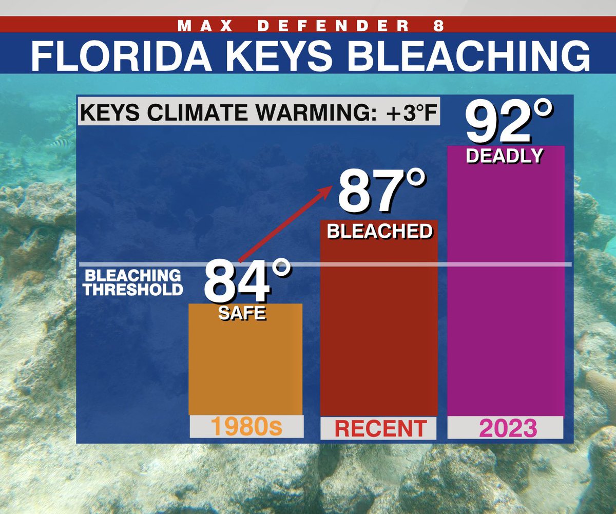 Climate warming is life and death to #coral. In the 1980s FL Keys peak summer SST’s were a safe 84. But the past few years the peak is ~87+, over the bleaching threshold, causing back to back events w/ no recovery time. Then add in an extreme event like last summer? Light’s out!