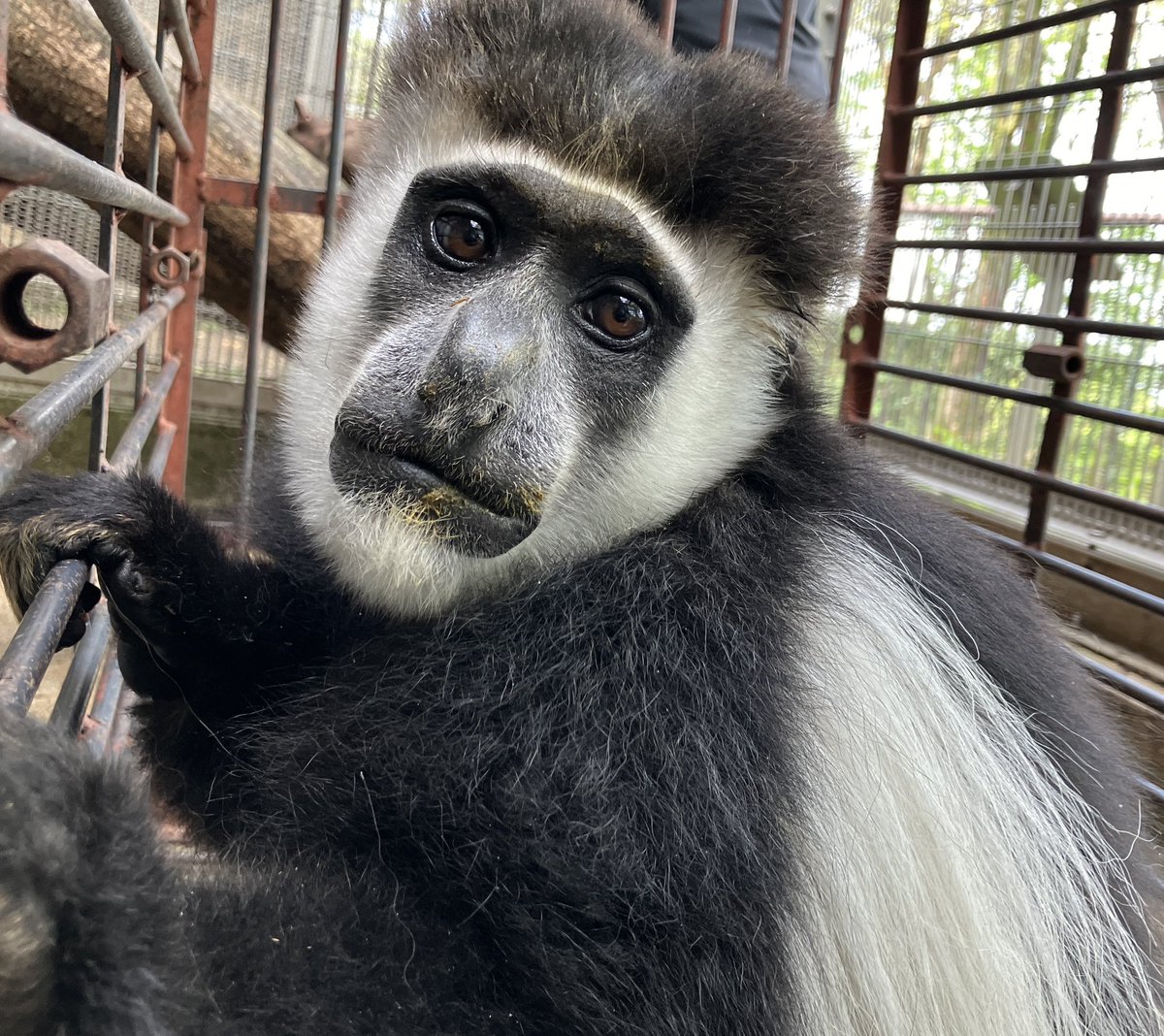 #平川動物公園 からの長旅を終え #アビシニアコロブス の #ラテ がモンキーセンターに無事到着しました！ これから検疫に入るためラテを見ることができるのはもう少し先となります！ ラテおつかれさま！ これからよろしく！(阿野)