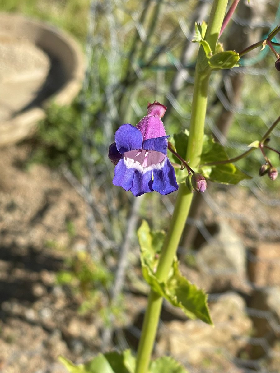 First bloom from my beleaguered Showy penstemons. More than typical winter rains and poor draining soil. Some did not make it. But that bloom! The colors! Native plants Southern California