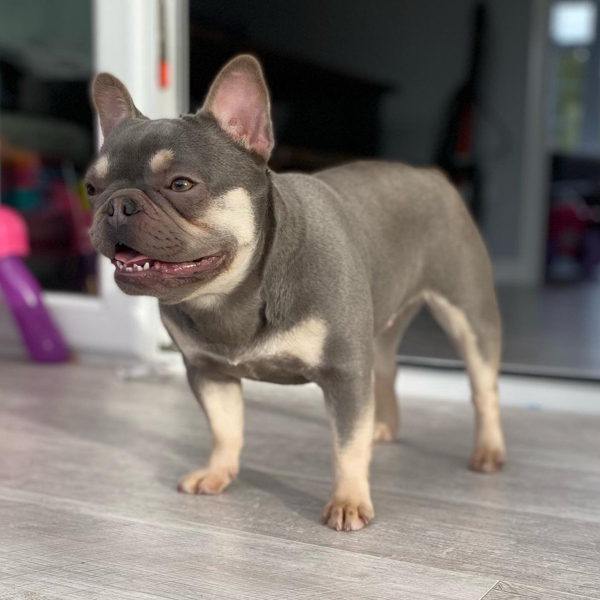 My best friend has a fur and a tail 🫠

#FrenchBulldogLove #FrenchieFever #FrenchieLove #frenchbulldog #frenchie  #frenchiepuppy #frenchielife #bulldog  #frenchie  #frenchbulldogsofinstagram