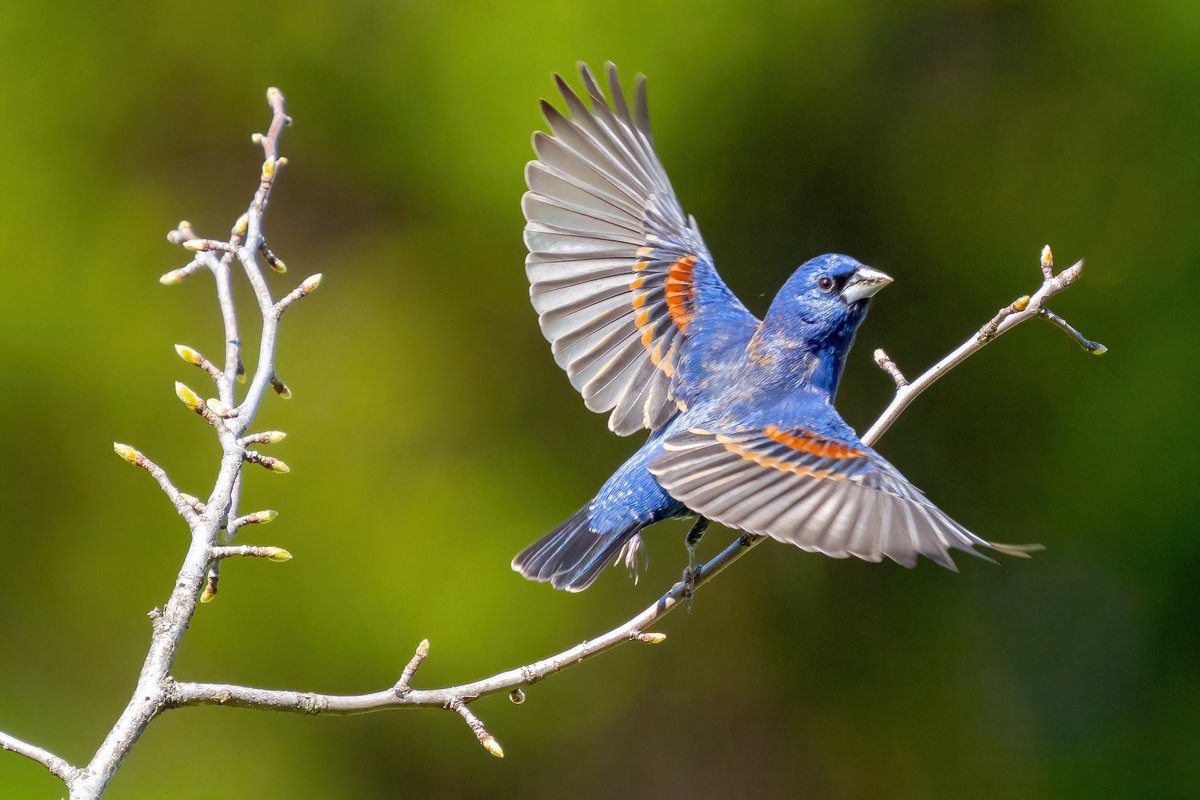 Blue Grosbeak @GreenwoodCem #birdcpp #BirdsSeenIn2024 #birding #BirdTwitter  @inaturalist #BirdsofNYC #BirdsOfTwitter #birdphotography #NewYorkCity #SonyA1 @BirdBrklyn #grosbeak