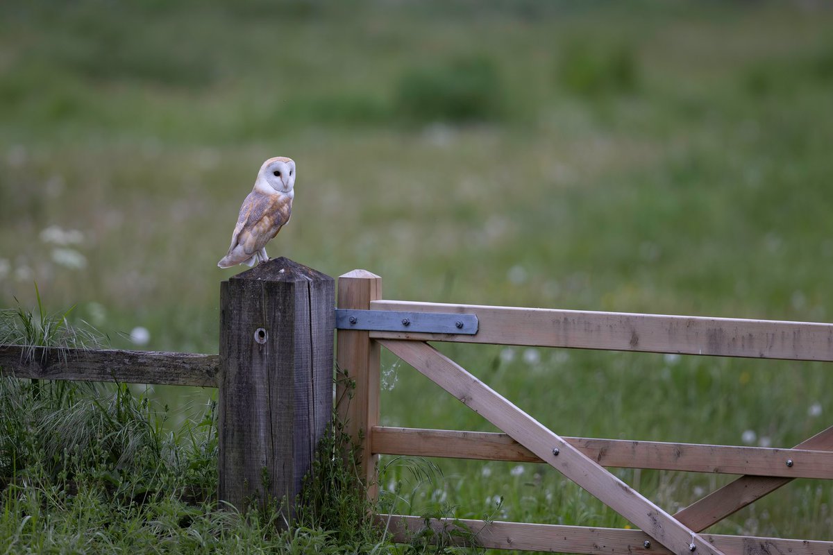 This barn owl is a gatekeeper. See first comment for the beauty of its close up detail