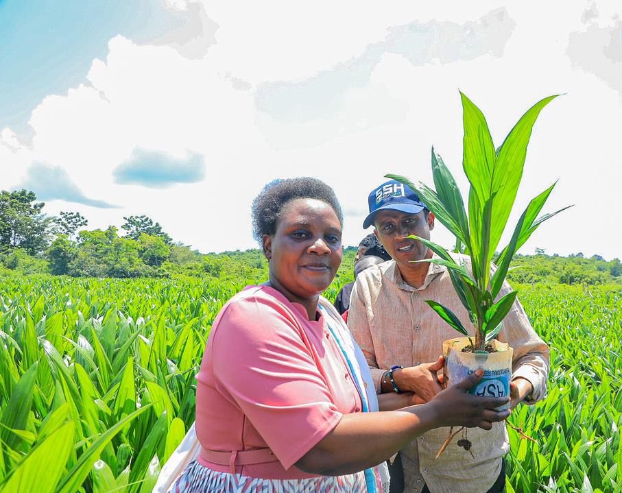 Wakulima sasa wanajikita na uzalishaji wa miche bora ya michikichi #Tanzania Tumedhamiria kuboresha uzalishaji wetu wa mafuta ya kula nchini. Tunafanya jitihada za maksudi kushirikiana na wakulima ili kuongeza ubora wa mafuta haya kuanzia refining hadi packaging #Agenda1030