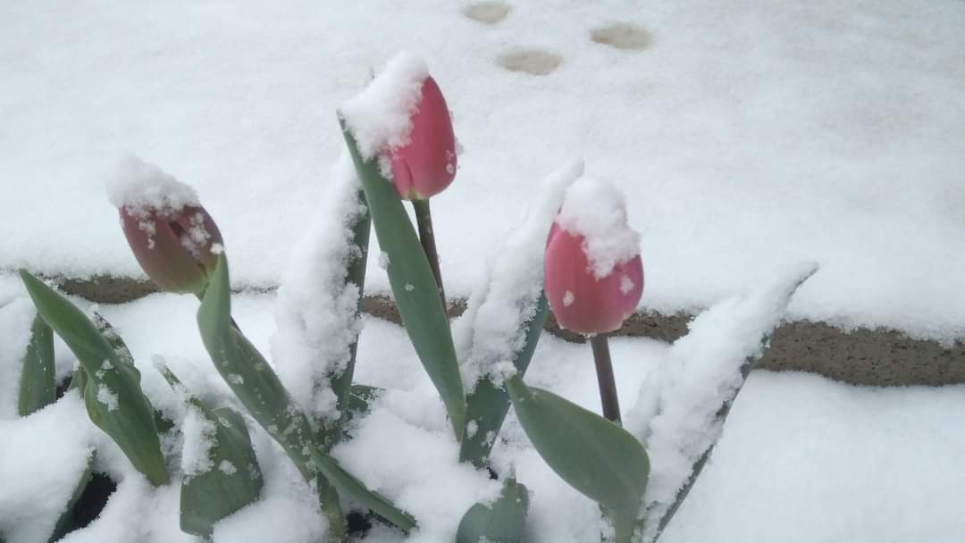 Travel_2Romania's tweet photo. Cluj, Dealu Negru ❄️🌨️❄️ 17 aprilie 
În această dimineață #România  #meteo #alerta #avertizare #WeatherModification #atenționare #frig #ninge #ninsoare #zăpada #aprilie #munte #temperaturi   ©️Meteoplus https://t.co/NuWKnq92zq