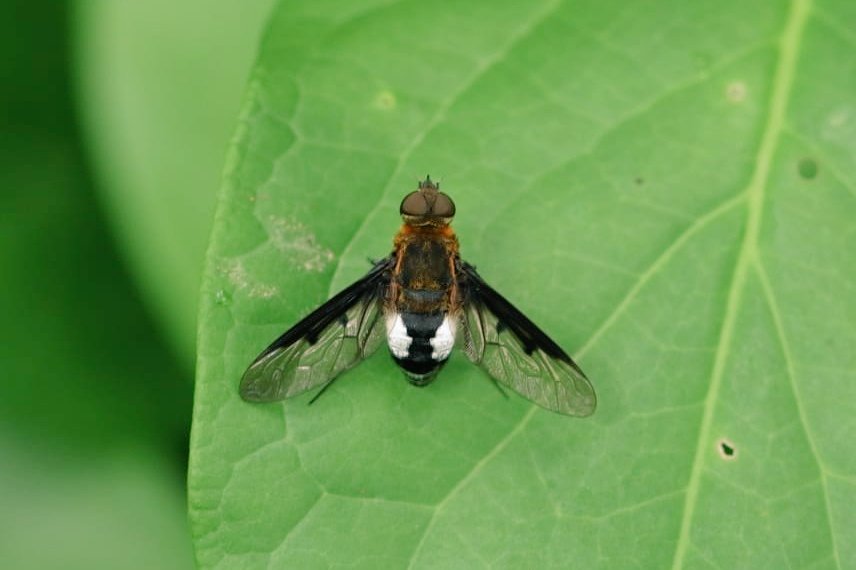 #bugs from #SouthAmerica.#naturelovers #insects #ento #Entomology #TwitterNatureCommunity