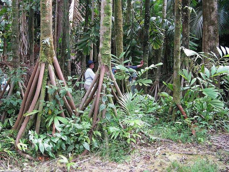 #DYK that this tree species, the walking palm tree, can walk up to 65 feet each year to find the best habitat to live in?

#WhatHasChanged in our understanding of the ability of biodiversity to thrive?

Why can’t we do our best to ensure their conservation?

#Act4Nature