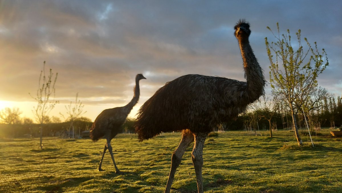 Sunrise emus ☀️