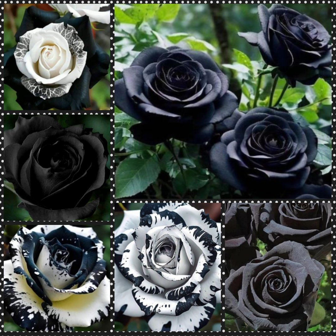 It's #RoseWednesday but with the loss of 4 year old Savannah this week, not feeling super joyful. #roses #sadness #loss #Flowers 🖤🌹🖤🌹🖤🌹🖤🌹🖤🌹🖤🌹