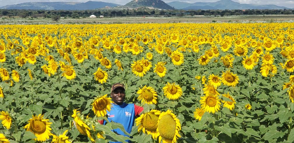 LIKE and RETWEET If ur interested in Sunflower Farming 🌻