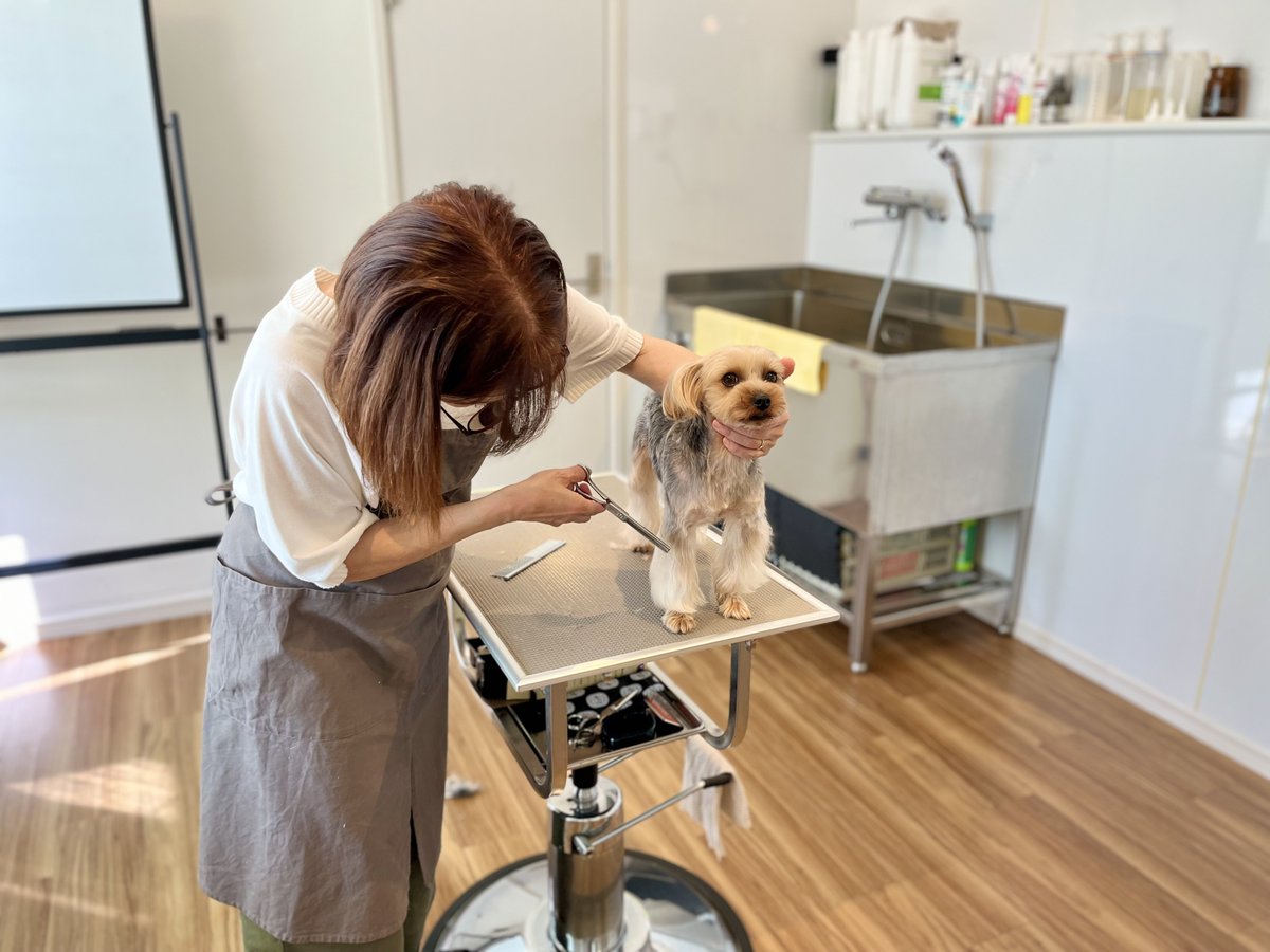 飼い主さんのためのお手入れ教室にヨークシャーテリアのミッキーくんと飼い主さんがご通学♪
6回の基礎コースを終えカットを学ばれています。
#Yorkshireterrier
#ヨークシャーテリア
#トリミングスクール
#トリマー学校
#トリマー教室
#お手入れ教室
#トリミング教室
#トリマースクール
#Groomer