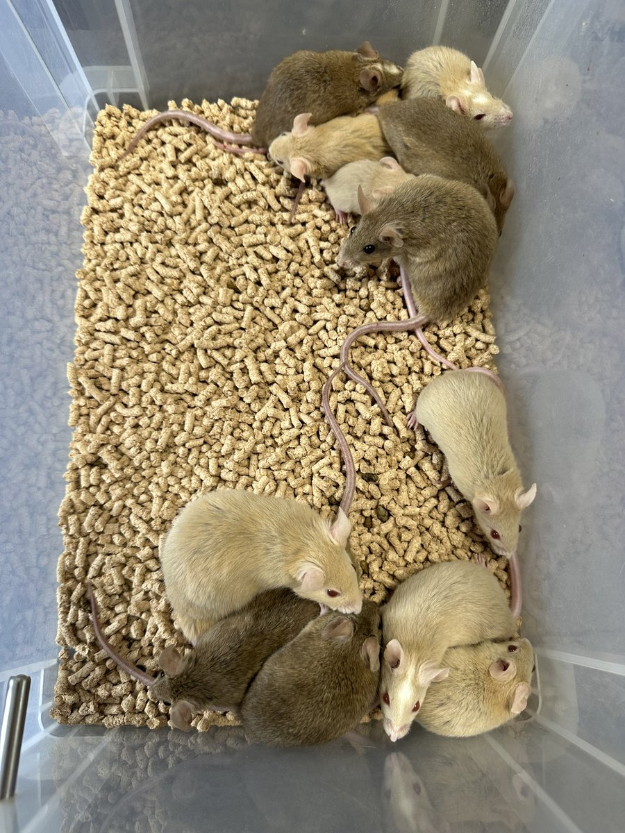Reptiles02's tweet photo. ヤワゲ、ラット、ボールを少し放出します‼️

🐍
・クラウン♂ 1,032g
・パステルYB♂ 1200g(繁殖経験あり)
🐭
・ヤワゲ20匹程（アダルト）
・ラット15匹程（アダルト）

特価です🤩

ご興味のある方は、公式LINEまたはDMにてお問い合わせ下さい🙇‍♂️
#ボールパイソン #爬虫類 #ニシアフ #福岡 https://t.co/zP5EXriUHd