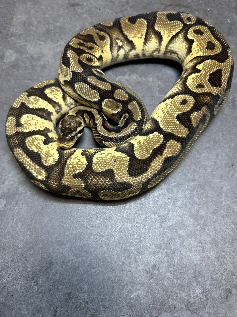 Reptiles02's tweet photo. ヤワゲ、ラット、ボールを少し放出します‼️

🐍
・クラウン♂ 1,032g
・パステルYB♂ 1200g(繁殖経験あり)
🐭
・ヤワゲ20匹程（アダルト）
・ラット15匹程（アダルト）

特価です🤩

ご興味のある方は、公式LINEまたはDMにてお問い合わせ下さい🙇‍♂️
#ボールパイソン #爬虫類 #ニシアフ #福岡 https://t.co/zP5EXriUHd