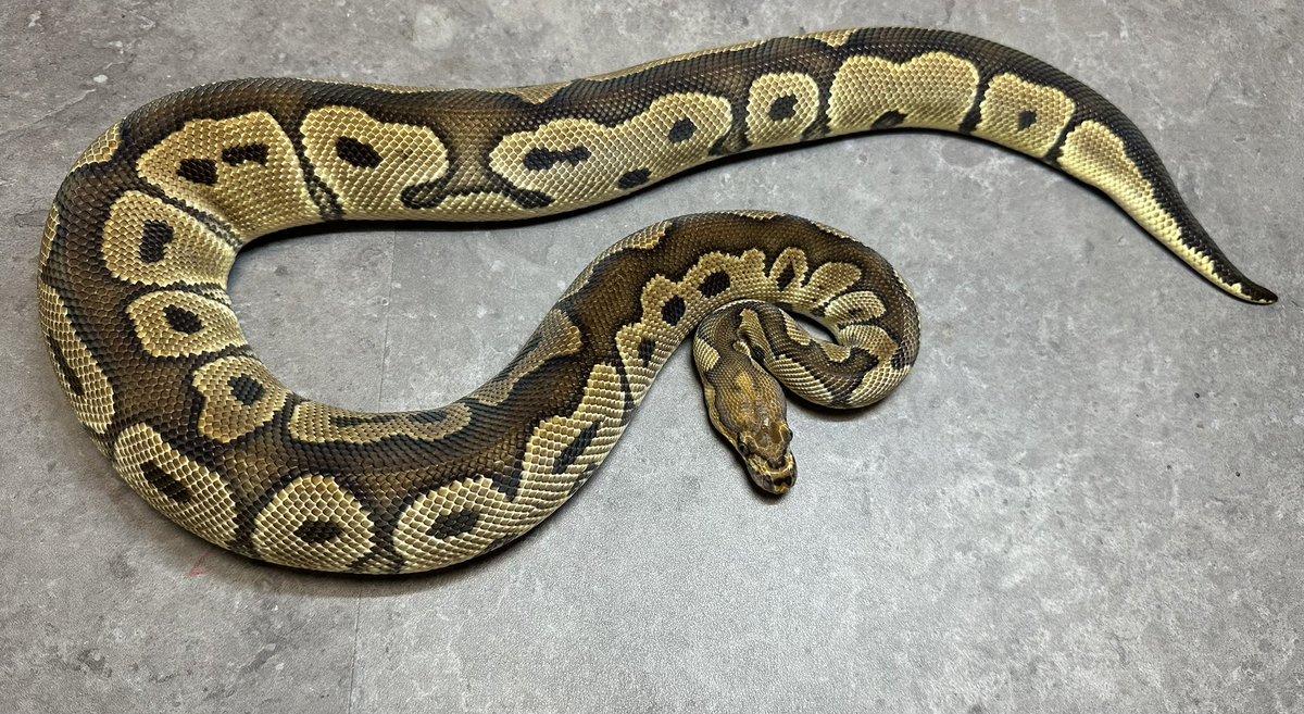 Reptiles02's tweet photo. ヤワゲ、ラット、ボールを少し放出します‼️

🐍
・クラウン♂ 1,032g
・パステルYB♂ 1200g(繁殖経験あり)
🐭
・ヤワゲ20匹程（アダルト）
・ラット15匹程（アダルト）

特価です🤩

ご興味のある方は、公式LINEまたはDMにてお問い合わせ下さい🙇‍♂️
#ボールパイソン #爬虫類 #ニシアフ #福岡 https://t.co/zP5EXriUHd