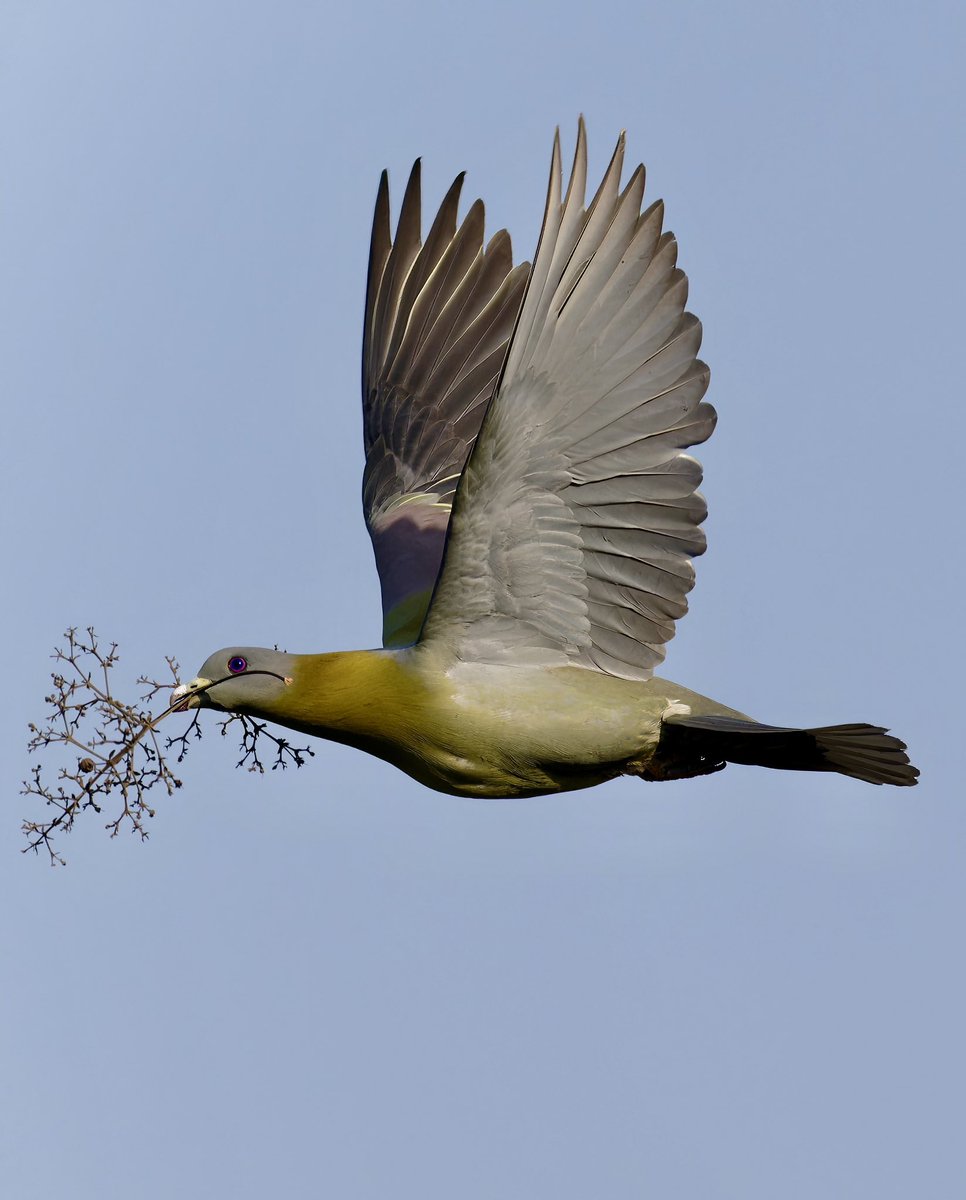 Yellow-footed Green-Pigeon
Bhondsi, Haryana, India

#BirdsOfX #birding #ThePhotoHour #BirdsSeenIn2024 #BirdsUp #birds

@natgeo @BBCEarth @AnimalPlanet @NatGeoPhotos @NGTIndia @natgeowild