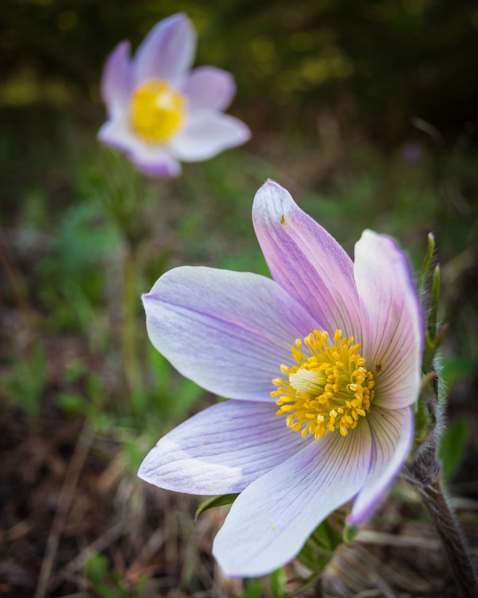 Signs of spring…..   #pasqueflower #exploremontana #signsofspring #wildflowers #montanagram