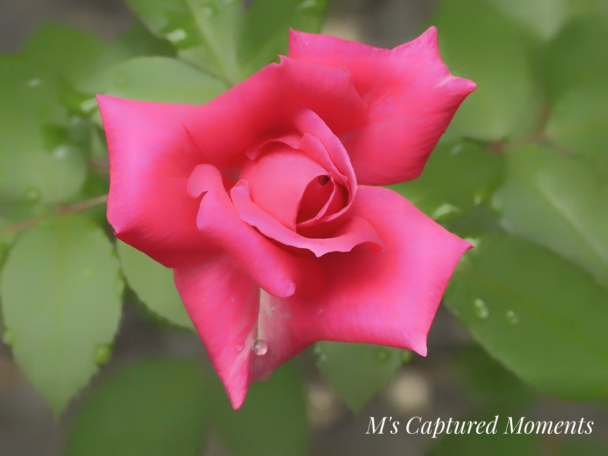 Good morning all Happy Rose Wednesday Buenos días Feliz miércoles de rosas #RoseWednesday #roses