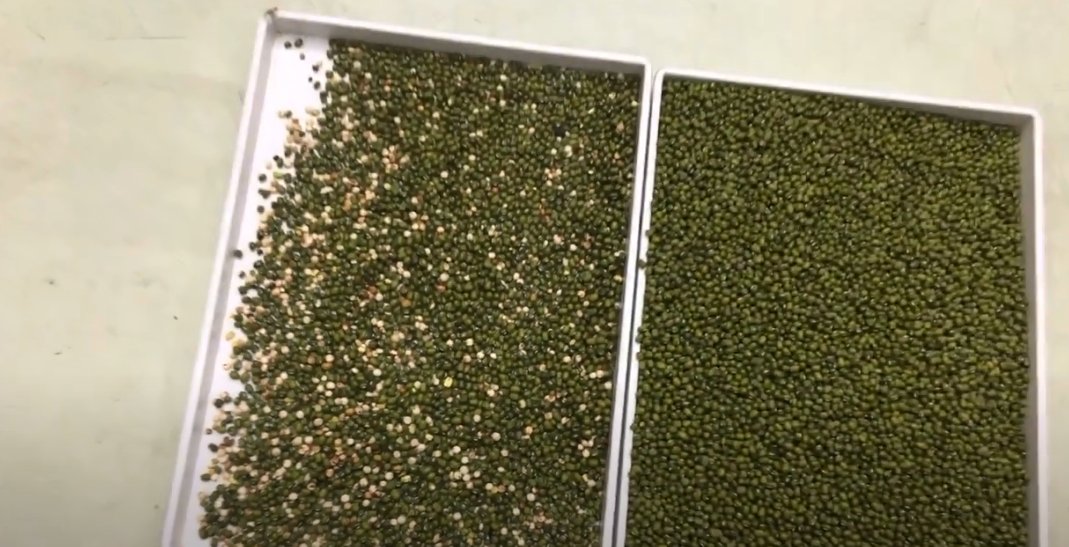 EchoChen635269's tweet image. AMD infrared color sorter used to sort mung beans, the effect of first sorting and second sorting.
For more information, please contact me via whatsapp +86 177 360 77 913.
#AMD #ColorSorter #MungBeans #SortTwice