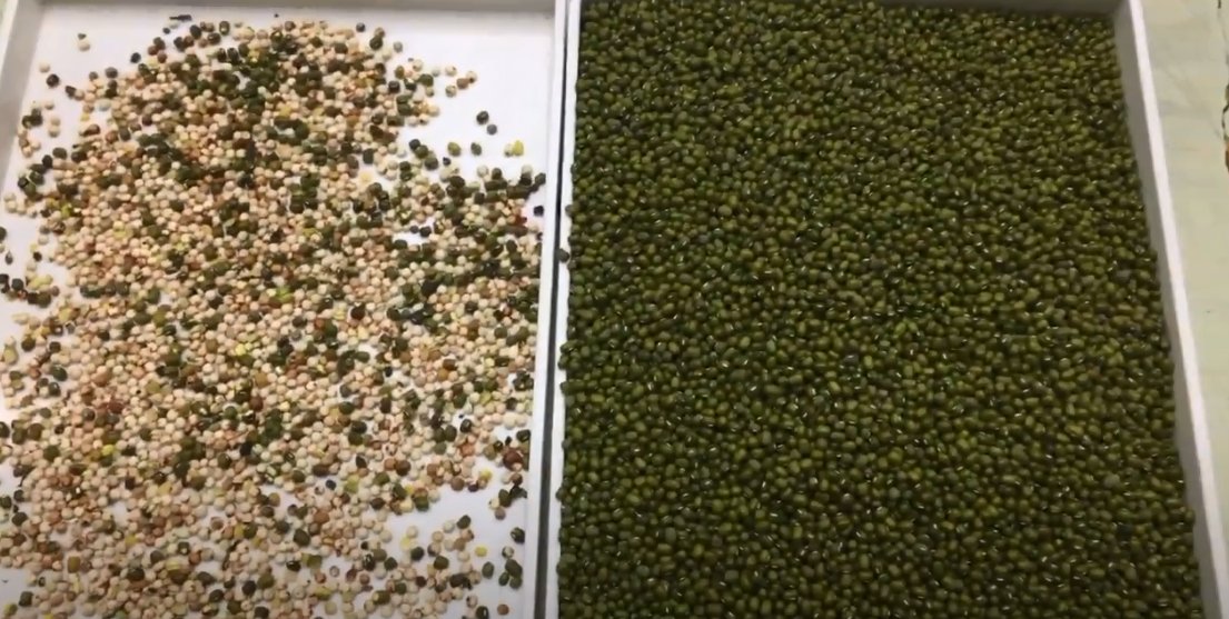 EchoChen635269's tweet image. AMD infrared color sorter used to sort mung beans, the effect of first sorting and second sorting.
For more information, please contact me via whatsapp +86 177 360 77 913.
#AMD #ColorSorter #MungBeans #SortTwice