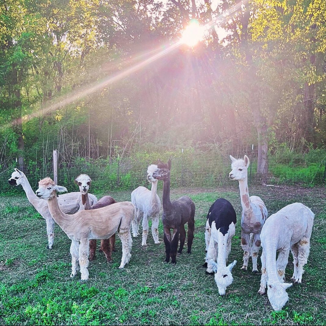 Late afternoons with the herd ☀️💕 #elderwoodfarms #alpaca #alpacas #crias #cria #alpacafarm #walkingonsunshine #sunnyevenings #alpacalove #alpacalife #alpacaworld #alpacagram #herdlife #barnlife #farmlife #farmlove #cuteanimals #farmanimals #animallovers #cutefarmanimals