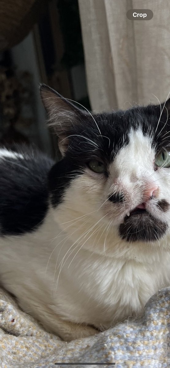 Memphis 2 nose cat tweet media