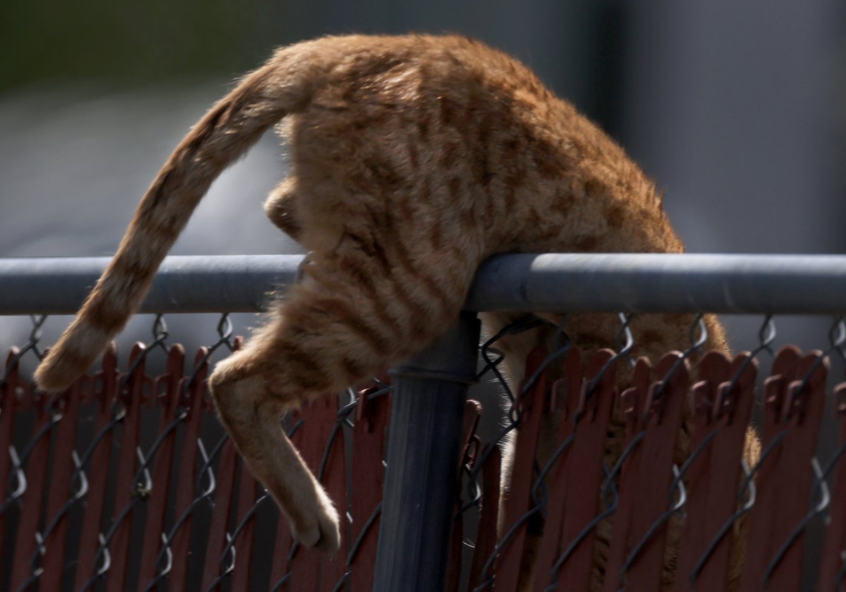 A tabby somehow became lodged in a fireplace (how does this happen?) in the Larkfield area, so @SoCoFireDist was dispatched along with Sonoma County Animal Services. After about 15 minutes, the feline was freed and ran off to live out it's remaining eight lives. @NorthBayNews