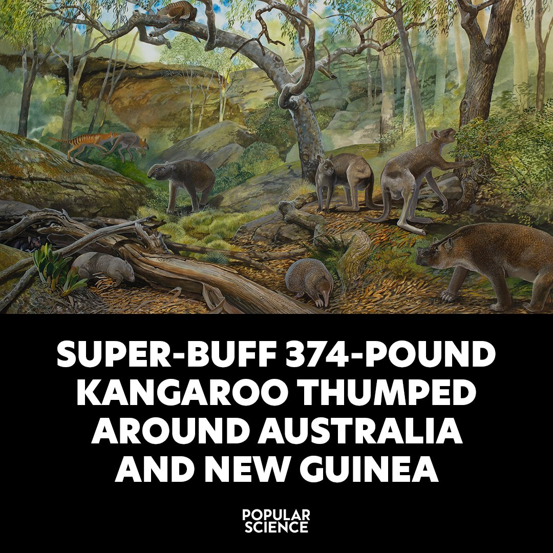 The Protemnodon viator weighed up to twice as much as today's largest kangaroo. trib.al/uHj6MSk