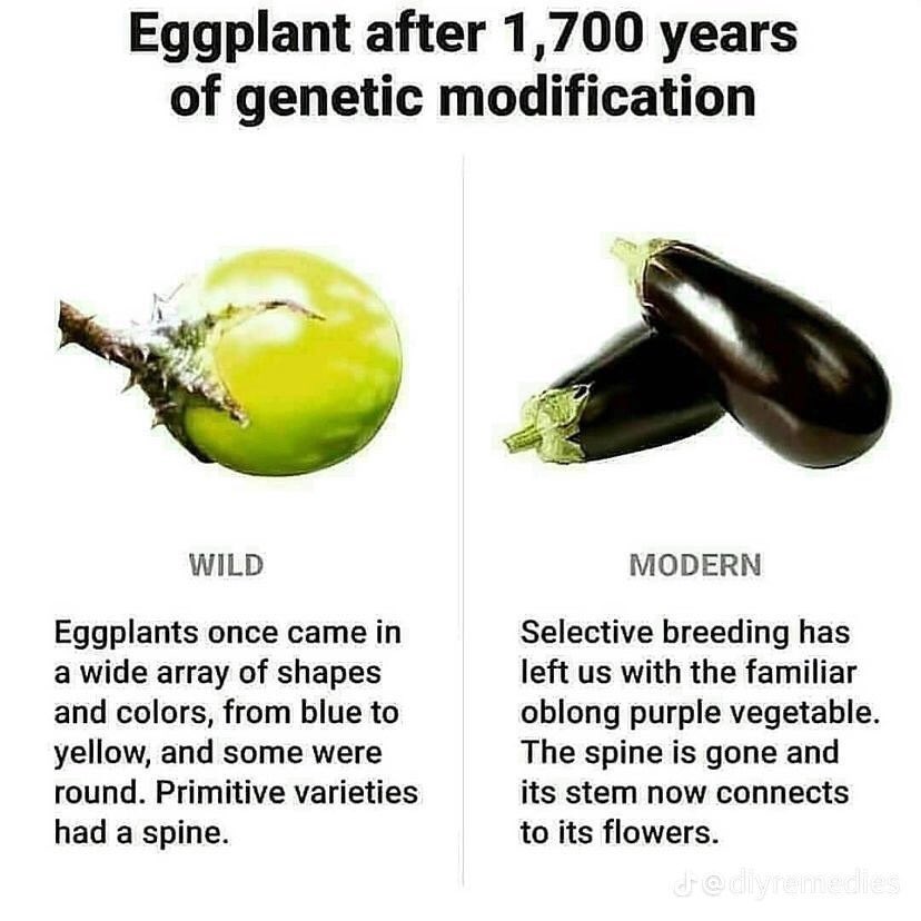 Brinjal / Eggplant after 1700 years apart
