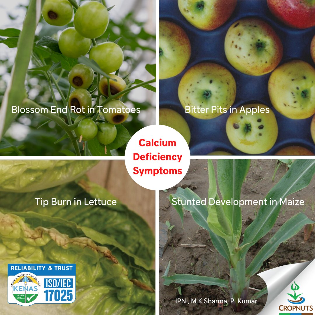 Introduction to the Calcium Nutrient bit.ly/3W65aOu