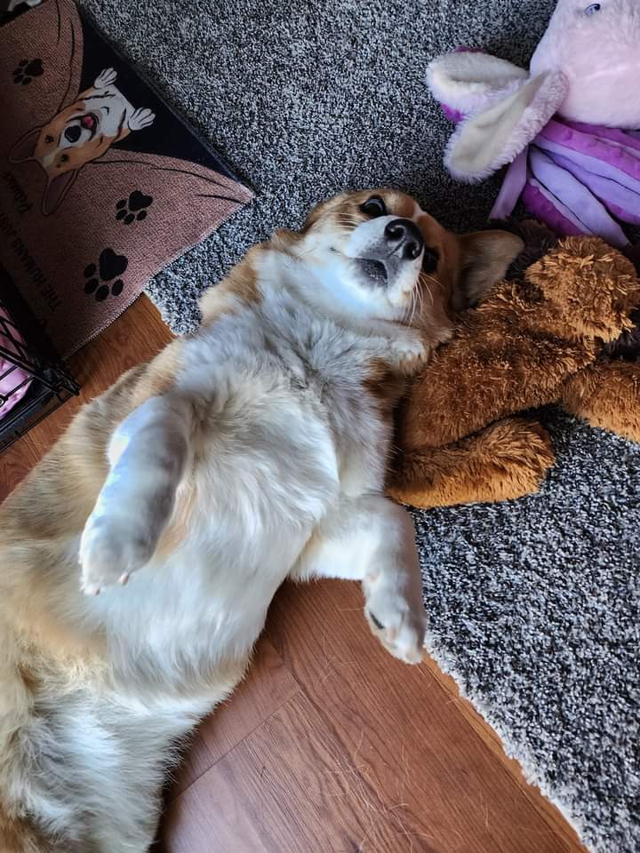 When you accidentally open the front-facing camera on your phone. 🤦‍♀️  #CorgiCrew #TSTTPD #bwfc #corgilover