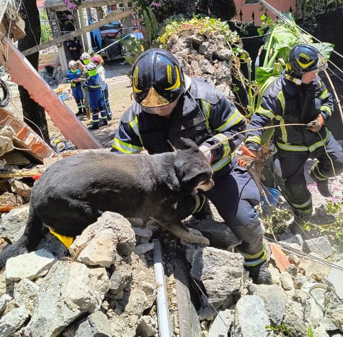 👉🏻🧡 Muestra de empatía y solidaridad en #CDMX : @Bomberos_CDMX rescatan a perrito tras explosión de casa en #Tlalpan, posteriormente paramédicos del ERUM le dieron los primeros auxilios. #TodaVidaVale