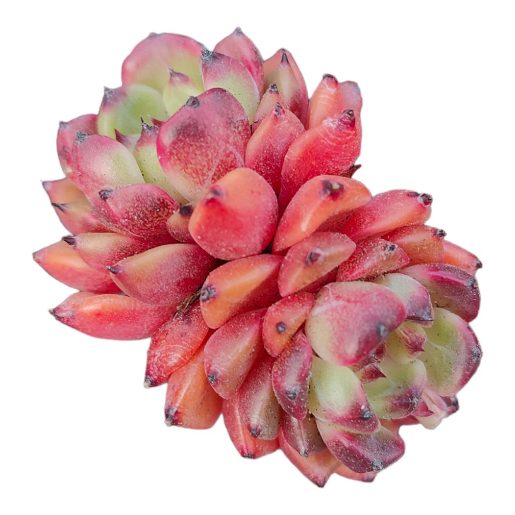 Check this out 😍 Echeveria 'Moonlight jenny' 😍 for sale starting at $17.00. 
Show now 👉👉 bit.ly/4d09tRt
#succulents #succulent #raresucculents #succulentlove #succulentlover #succulentgarden #succulentobsession #succulentaddict #succulentlife #succulentcollection