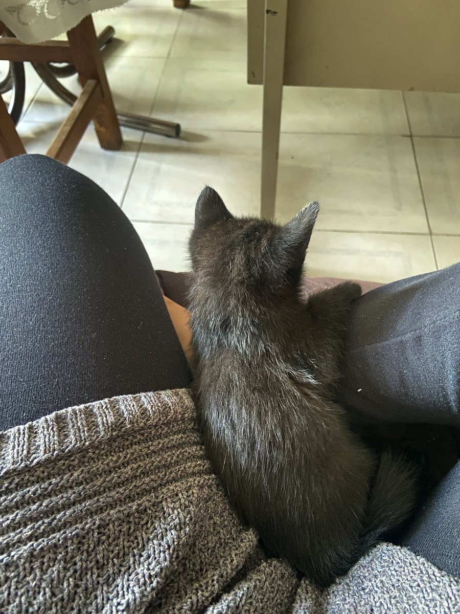 LizbethmonroyT's tweet photo. Ella es Morita 🩵 https://t.co/uKyH1LOoS0
