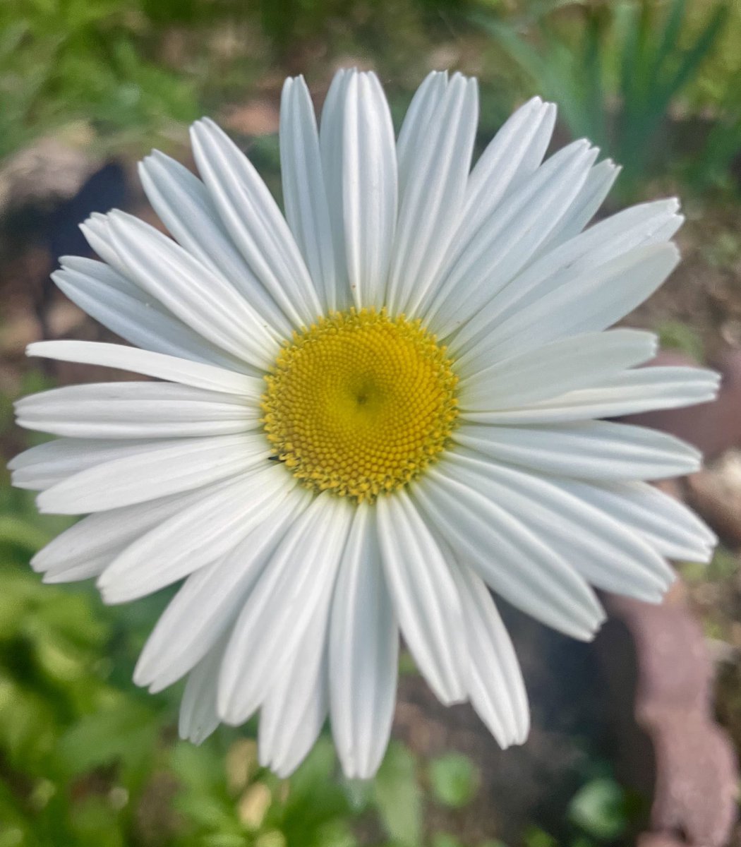 It's the perfection of Shasta Daisy that makes my garden so beautiful. #garden #daisy #flowers