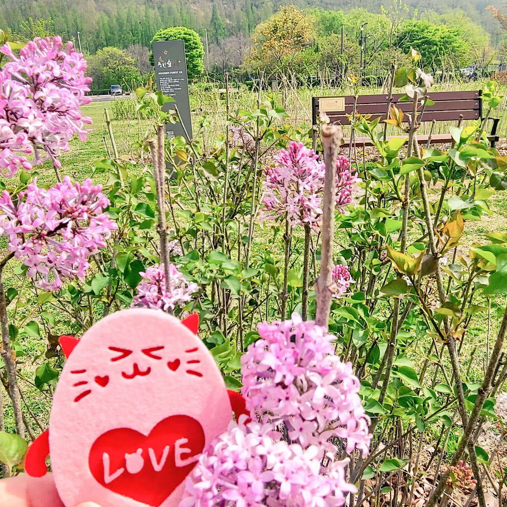 mymoonlightbin's tweet photo. 빈이 보러 왔다~
겨울에 오거나 흐린 날에만 와 봐서 몰랐는데 봄 맑은 날 와 보니까 느낌이 또 다르네. 지금은 벚꽃 대신 보라한 꽂이 피어서 다르게 예쁘고 있다 빈이숲.
이번엔 서둘러 가지 않고 자리잡고 앉아서
빈이 많이 생각하고 가려고. 고요하니 좋다 
빈이도 좋은 하루♡ https://t.co/JHjpk7KcF8