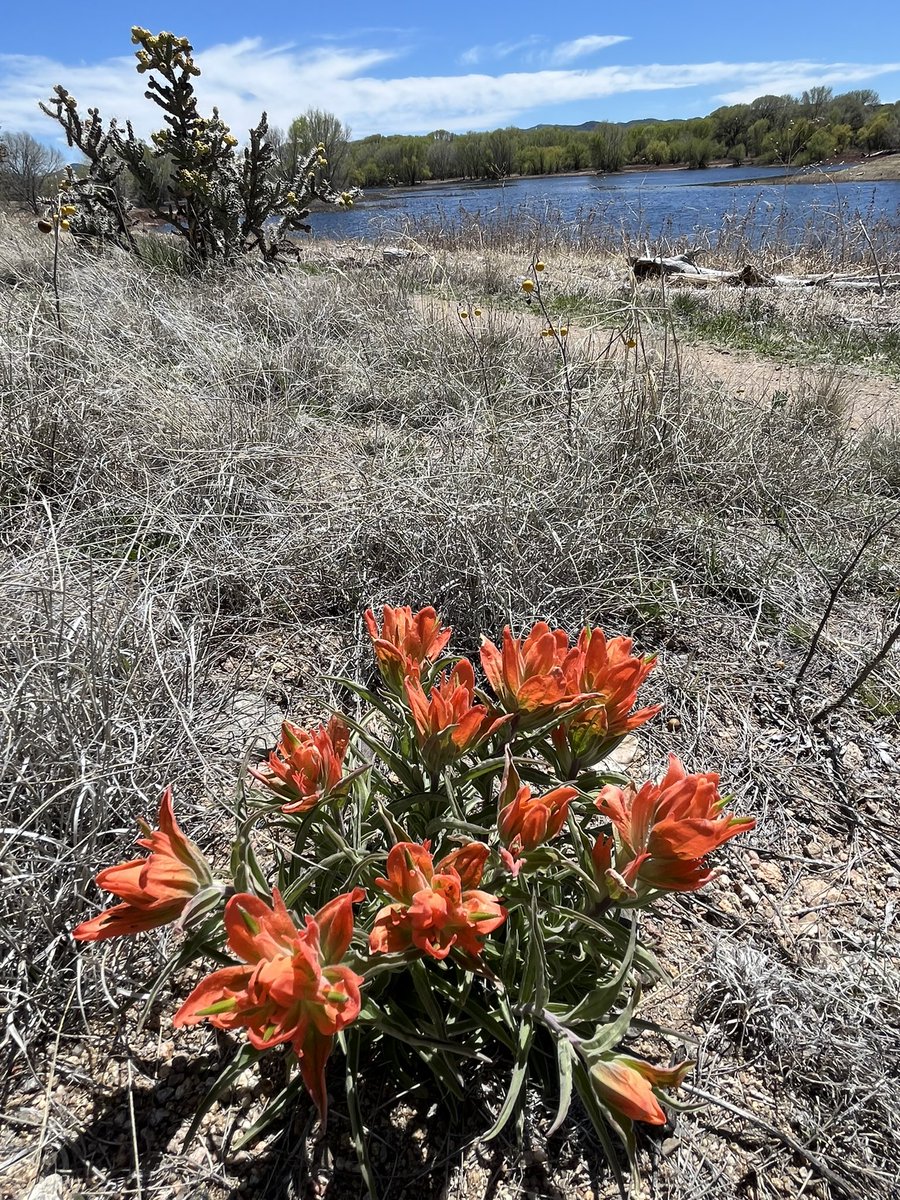 A little color finally starting to pop! 💛❤️💙
#WillowLake #Springflowers #Arizonaspring #PrescottAZ #wildflowers #cactusflowers #Spring2024