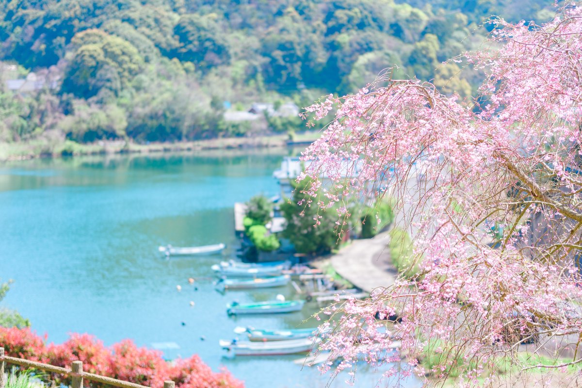 これはシダレちゃんです。
#水曜ボートレート #主題をボカす手法
#琴海中央公園 #桜
#takkun_collection_landscape #風景 #風景写真 #nature_brilliance
#fujifilm_xseries #xt5 #今日もX日和
56mm F1.4 DC DN
🎞️Velvia